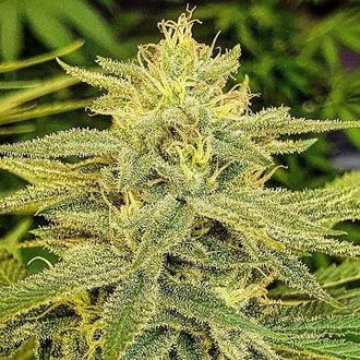Lord Kush (Delicious Seeds) Feminizowane