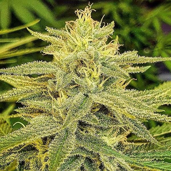 Lord Kush (Delicious Seeds) Feminizowane