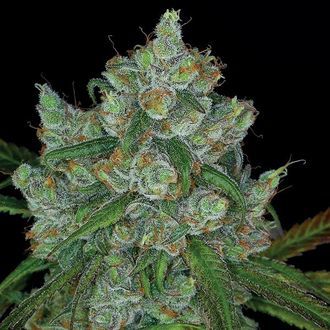 Bruce Banner 3 (Anesia Seeds) Feminizowane