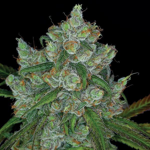 Bruce Banner 3 (Anesia Seeds) Feminizowane