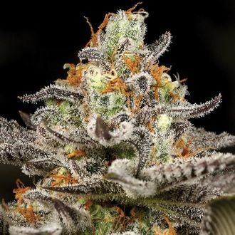 Sleepy Joe (Anesia Seeds) feminizowane