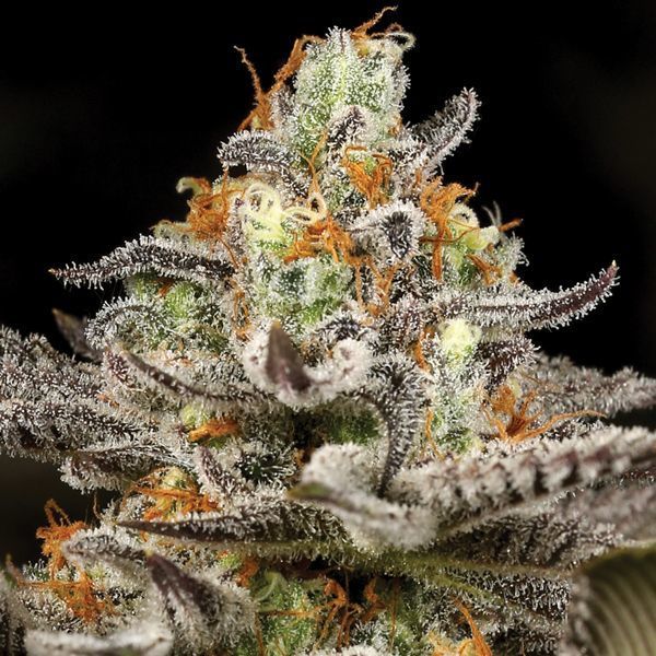 Sleepy Joe (Anesia Seeds) feminizowane