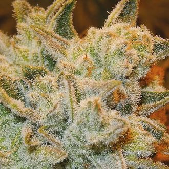 White Runtz (Anesia Seeds) Feminizowane