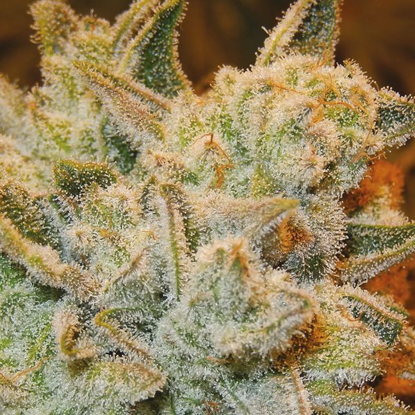 White Runtz (Anesia Seeds) Feminizowane