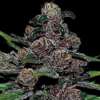 Auto Blackberry Moonrocks (Anesia Seeds) Nasiona marihuany feminizowane