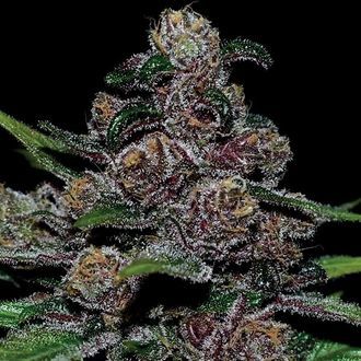 Auto Blackberry Moonrocks (Anesia Seeds) Nasiona marihuany feminizowane