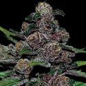 Auto Blackberry Moonrocks (Anesia Seeds) Nasiona marihuany feminizowane
