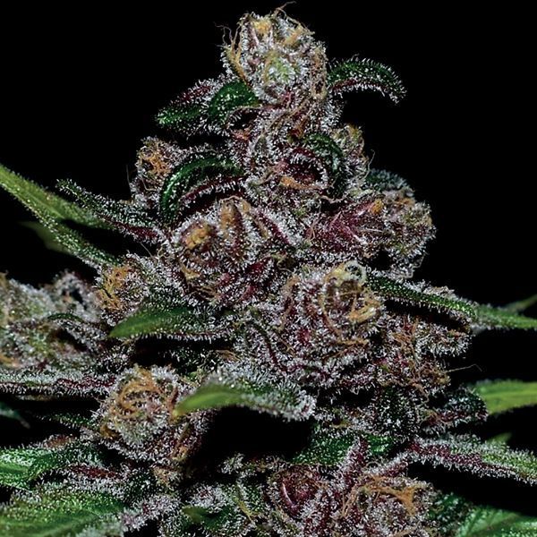 Auto Blackberry Moonrocks (Anesia Seeds) Nasiona marihuany feminizowane