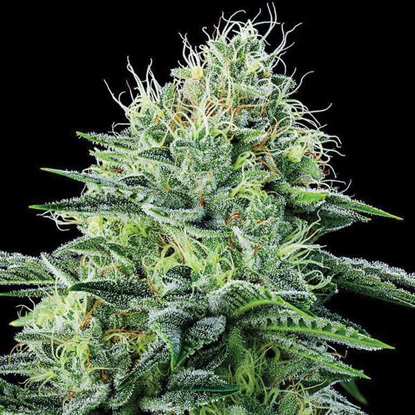 Strawberry Banana Auto (Anesia Seeds) feminizowane