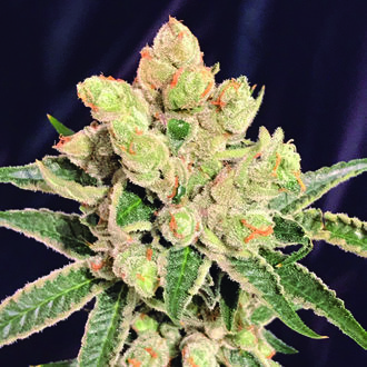 Banana Sherbet (The Kush Brothers) feminizowane