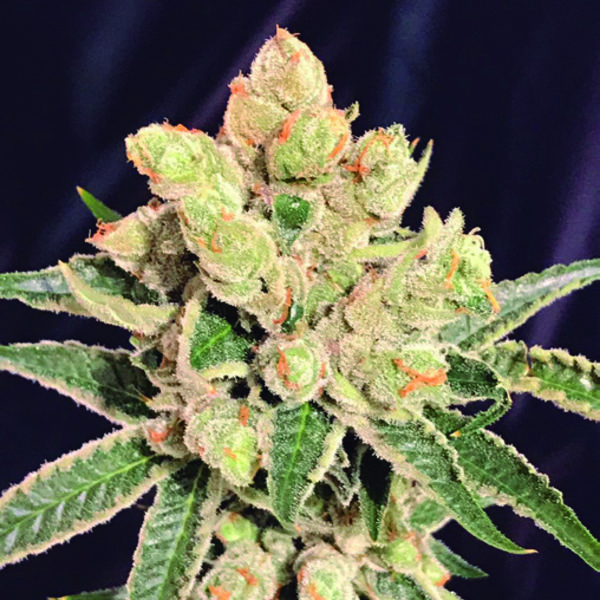 Banana Sherbet (The Kush Brothers) feminizowane