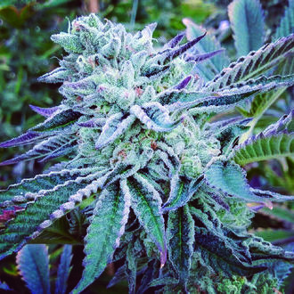 Cheese Cake Cookies (The Kush Brothers) nasiona marihuany feminizowane