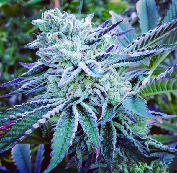 Cheese Cake Cookies (The Kush Brothers) nasiona marihuany feminizowane