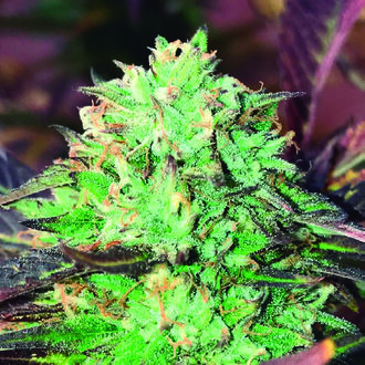 Gelato Royal (The Kush Brothers) Feminizowane