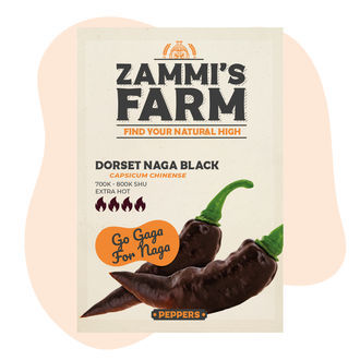 Nasiona Dorset Naga Black