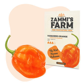 Nasiona papryki Habanero Orange