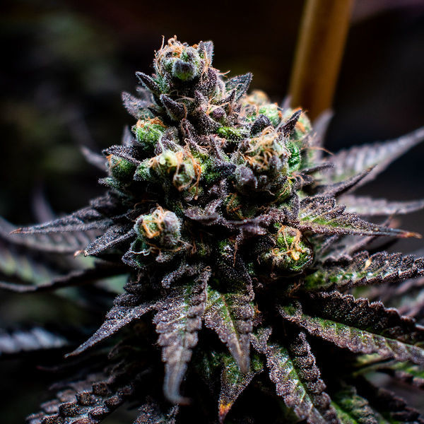 Watermelon Candy (Zamnesia Seeds) feminizowane