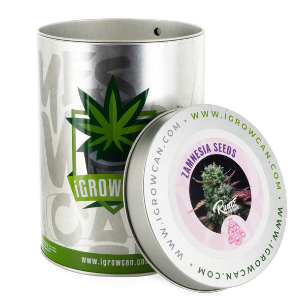 iGrowCan x Zamnesia Seeds (Runtz Automat)