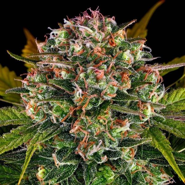 Strawberry Cheesecake Automat (Barney's Farm) Feminizowane