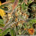 Amnesia Haze Automat (Barney's Farm) feminizowane