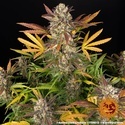 Amnesia Haze Automat (Barney's Farm) feminizowane