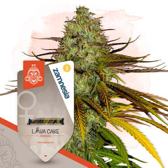 Neon Jungle (Zamnesia Seeds) feminizowane