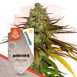 Lava Cake (Zamnesia Seeds) feminizowane