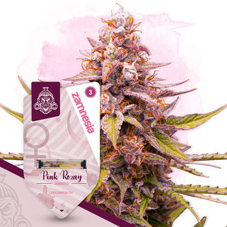 Pink Rozay (Zamnesia Seeds) feminizowane