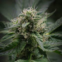 Pink Rozay (Zamnesia Seeds) feminizowane