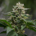 Pink Rozay (Zamnesia Seeds) feminizowane