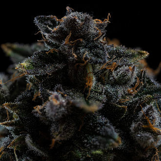 Pink Rozay (Zamnesia Seeds) feminizowane