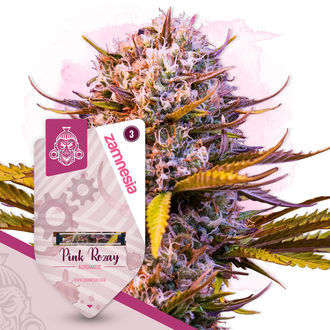 Pink Rozay Automat (Zamnesia Seeds) feminizowane