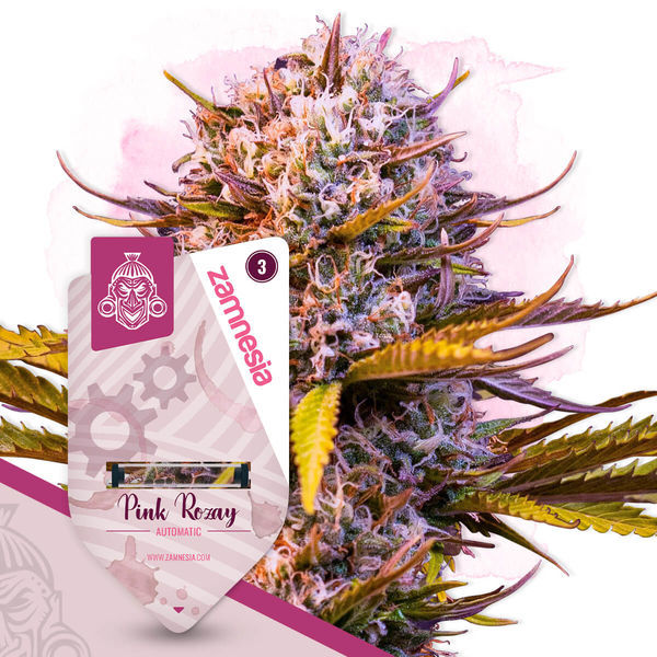 Pink Rozay Automat (Zamnesia Seeds) feminizowane
