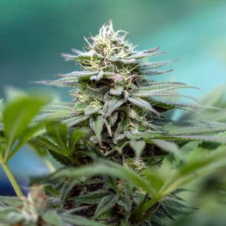 Apple Fritter (Zamnesia Seeds) feminizowane