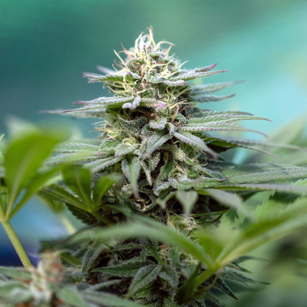 Apple Fritter (Zamnesia Seeds) feminizowane