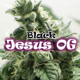 Black Jesus OG (Dr Underground) Feminizowane