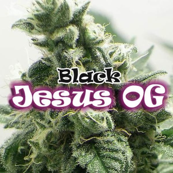Black Jesus OG (Dr Underground) Feminizowane