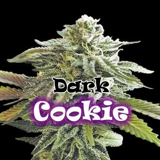 Dark Cookie (Dr. Underground) feminizowane