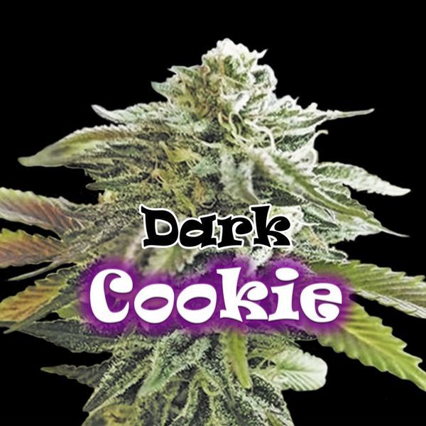Dark Cookie (Dr. Underground) feminizowane