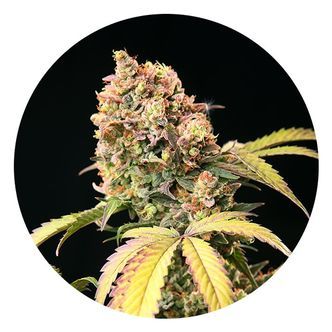 Auto Tao Mix 1 (Top Tao Seeds) regularne