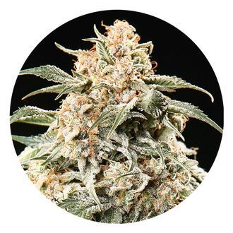 Semi Auto Mix (Top Tao Seeds) regularne