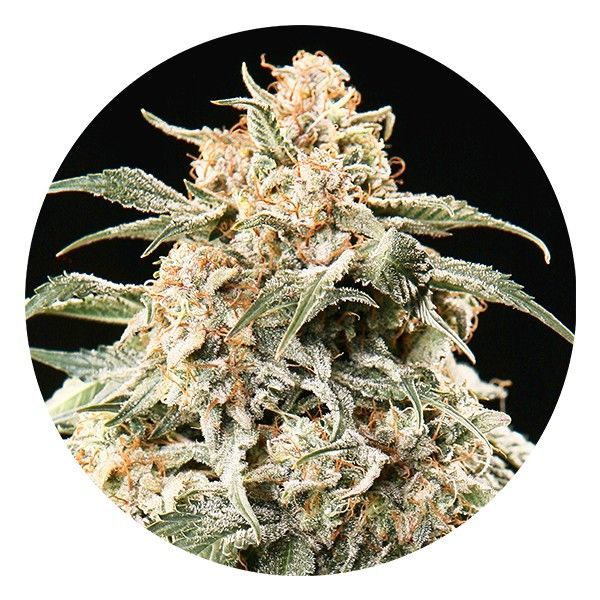 Semi Auto Mix (Top Tao Seeds) regularne