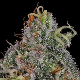 Frosted Guava (Zamnesia Seeds) feminizowane