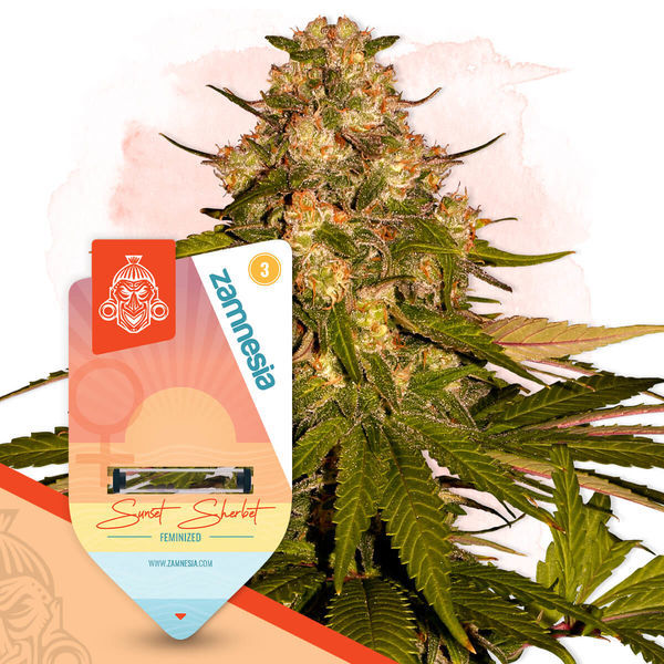 Sunset Sherbet (Zamnesia Seeds) Feminizowane