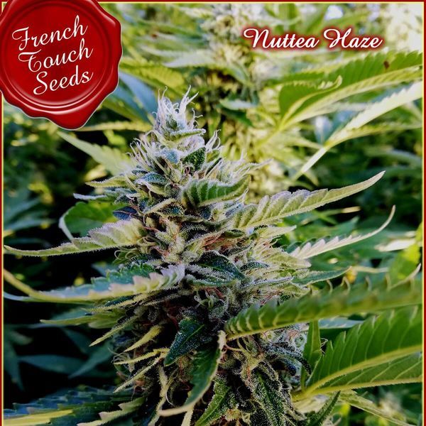 Nuttea Haze (French Touch Seeds) Nasiona marihuany feminizowane