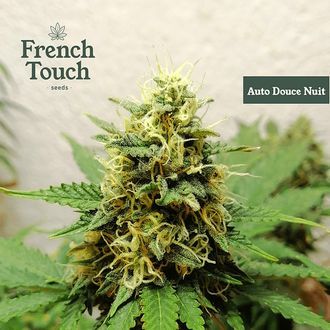Auto Douce Nuit (French Touch Seeds) feminizowane