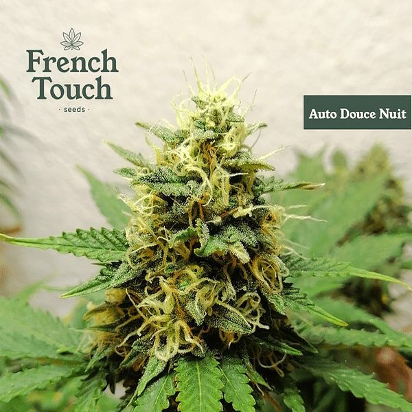 Auto Douce Nuit (French Touch Seeds) feminizowane