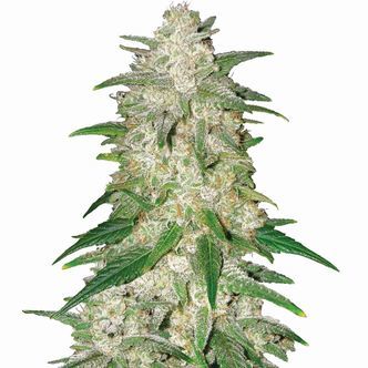 Gelato Automat (Nirvana) Nasiona Feminizowane