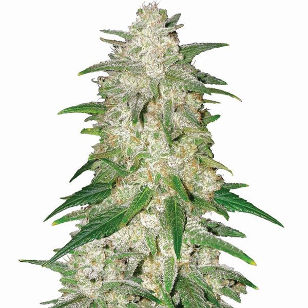 Gelato Automat (Nirvana) Nasiona Feminizowane