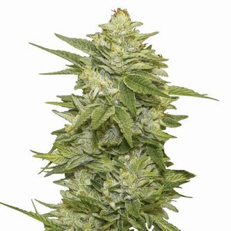 GG-48 (Nirvana) Feminizowane